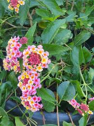 Image result for Lantana camara