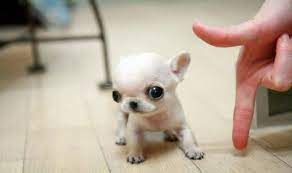 These Dogs Are So Small We Re Not Sure They Re Even Dogs So Cute Perros Pequenos Mini Perros Fotos De Perros