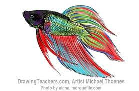 A thai fighter fought a japanese karate fighter in russia. How To Draw A Siamese Fighting Fish Fish Drawings Beta Fish Drawing Watercolor Fish