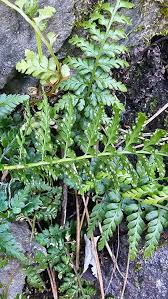 Image result for Asplenium preussii