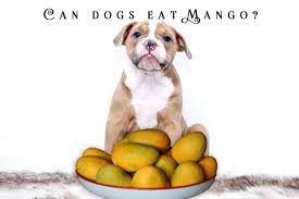 However, not every part of the mango is safe for canine consumption, so there are some conditions that dog owners need to be aware of when feeding this fruit to their pets. Can Dogs Eat Mango Are Mangoes Healthy For Dogs