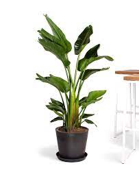 Buy Large Potted Bird Of Paradise Indoor Plant Bloomscape Birds Of Paradise Plant Best Indoor Trees Indoor Plants
