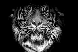 Maybe you would like to learn more about one of these? Hewan Kucing Bulu Pria Mamalia Jeruk Panthera Langka Piqsels