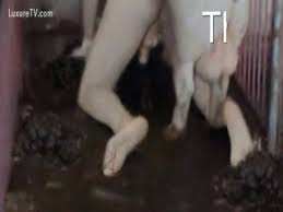 She's a complete turn off. Man Gets Fucked By Huge Pig Hd Porn Porn Tubes Video Sex Pornbraze Com