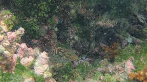 Image result for Zornia punctatissima