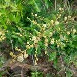Image result for Acacia brevispica