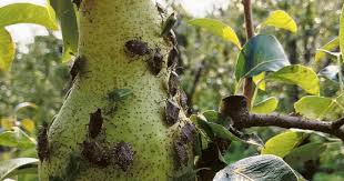 Belinda nohemy onlyfans leaks annika followed Drews