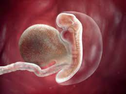Desenvolvimento Fetal 5 Semanas De Gravidez Babycenter