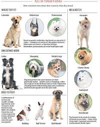 the family tree of dogs technology news the indian express