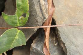 Image result for Ancylobothrys