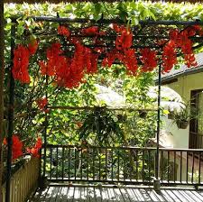 Berikut ini pilihan tanaman yang bisa anda simpan di balkon untuk menambah tampilan yang lebih segar. Jual Irian Flame Bunga Orange Panjang 2 Meter Tanaman Hias Rambat Siap Tanam Bunga Memanjat Tahan Panas Di Lapak Ibad Garden Bukalapak
