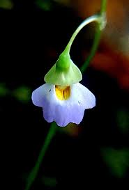 Image result for Utricularia striatula
