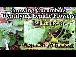 Image result for female flowers cucumber