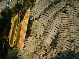 Image result for Albizia procera