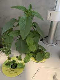 Aerogarden Harvest Review From Setup To Herbs In 1 Month Aerogarden Grow Your Own Food Herbs Indoors