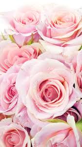 Iphonewalls Net Wp Content Uploads 2014 08 Fresh 20pink 20roses 20flowers 20closeup 20iphone 2 Flower Background Iphone Wallpaper Iphone Roses Flower Wallpaper