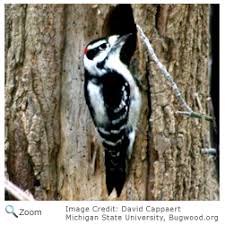 It is nearly identical in patterning to the hairy woodpecker. Downy Woodpecker Picoides Pubescens Natureworks