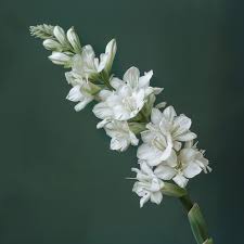 Image result for Polianthes tuberosa