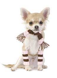 Cute Dog A Healthy Dog Is A Happy Dog Www Petwellbeing Org Cute Chihuahua Cute Chihuahua Puppies Chihuahua Puppies