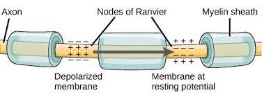 Illustration Shows An Axon Covered In Three Bands Of Myelin Sheath Between The Sheath Coverings The Axon Is Physiology Biology Textbook Anatomy And Physiology