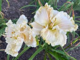 Image result for Deinbollia fanshawei