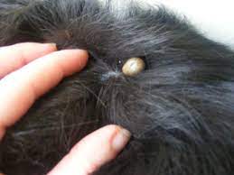 Maybe you would like to learn more about one of these? Facts About Skin Tags On Dogs Their Removal With Pictures Pethelpful