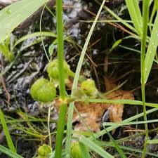 Image result for Alismataceae