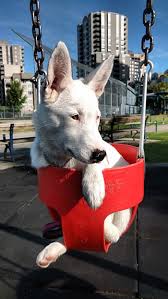 We will now be appointment only to view and adopt canines and felines until further notice. Hear No Evil Deaf Dog Finds Perfect Match With Vancouver Couple Bc Spca