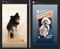 New client questionnaire for grooming services. Instagram Tips To Attract New Customers Dog Grooming Salon