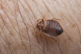 Reliable bed bug control for your phoenix home or business. Tucson Pest Control Since 1974 University Termite Pest Control