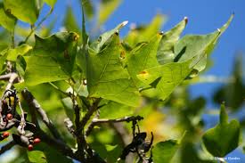 Image result for Erythrina lysistemon