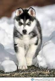 Snow Husky A Place To Love Dogs Cute Husky Puppies Siberian Husky Puppies Husky Puppy