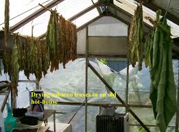 Maybe you would like to learn more about one of these? How To Grow And Cure Tobacco At Home Dengarden