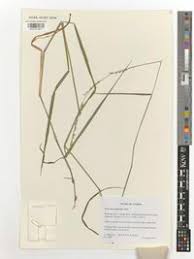 Image result for Acroceras macrum