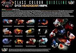 Bettafish Contest Classification Di 2020 Ikan Cupang Ikan