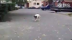 kopek kediye saldirdigina pisman oldu dailymotion video kopek kedi