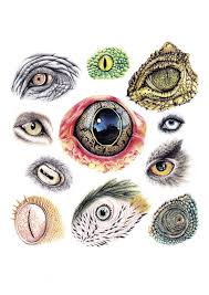Mickham 20b Color Pencil Illustration Pencil Illustration Animal Design Illustration