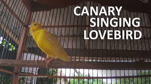 Bird Sounds Birds Singing Listen Canary Singing Lovebird S Style In 2020 Canary Singing Love Birds Singing