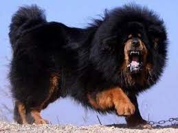 dunyanin en tehlikeli 12 kopek cinsi irki turleri ve ozellikleri tallest dog breed tibetan mastiff dog breeds