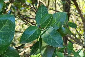 Image result for Cardiopteridaceae