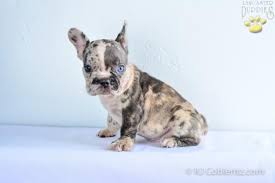 Again, getting a dog from a reputable breeder who specializes in rare french bulldog colors can reduce the chances of issues such as this. Spotty Rare Blue Merle Color French Bulldog Puppy For Sale In Millersburg Oh Happy Valentines Day Happyvalentinesday2016i