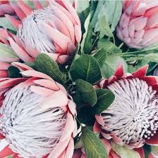 South Africa Proteas Protea Flower Australian Flowers Protea Art