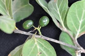 Image result for Afrocanthium ngonii