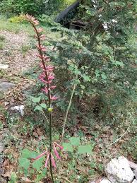 Image result for Erythrina livingstoniana