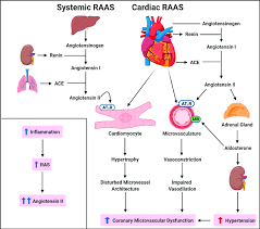 Everything you want or need to know about raas!instagram: Renin Angiotensin Aldosterone System Raas In Cmd The Raas Is Download Scientific Diagram