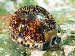 Image result for Mohria marginalis