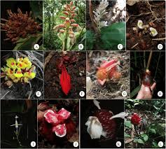 Image result for Zingiberaceae