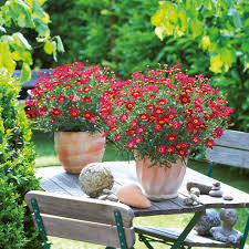 Image result for Argyranthemum