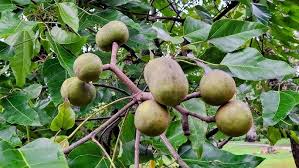 Image result for Aleurites