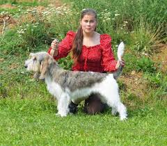 Image result for velký vendéeský hrubosrstý honič